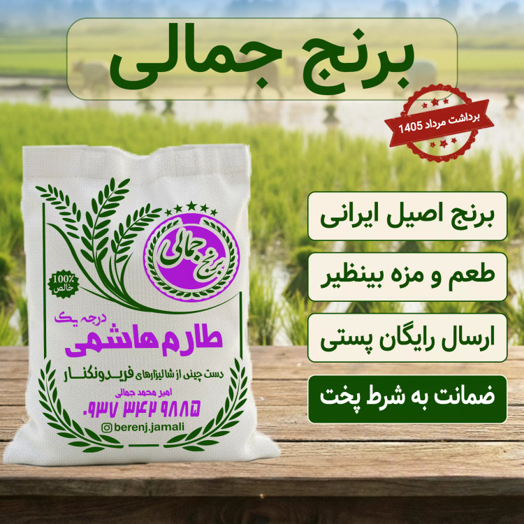 برنج طارم هاشمی فوق ممتاز تازه برداشت فریدونکنار ۱۰ کیلوگرم